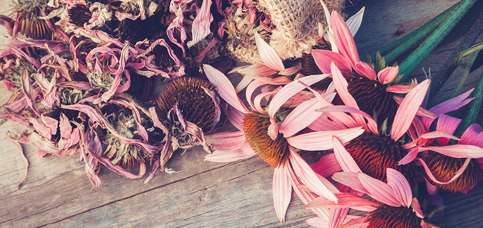 Echinacea flowers | reducing chance of catching cold