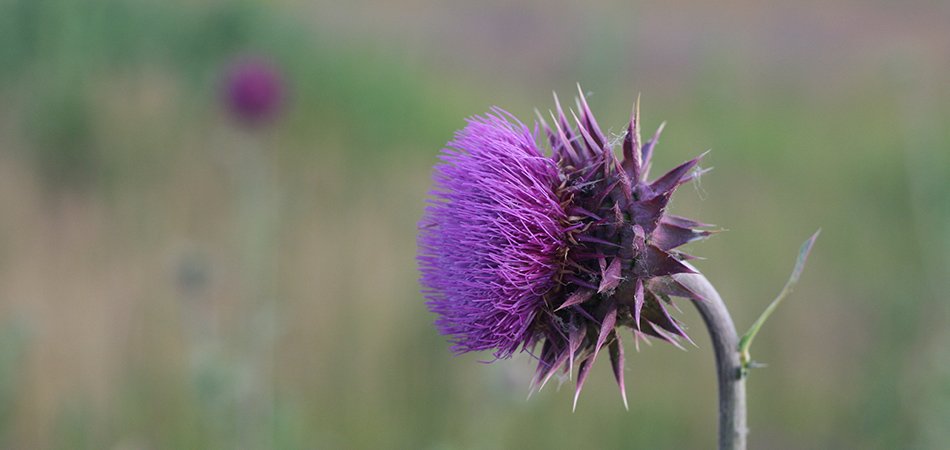 Milk thistle herb