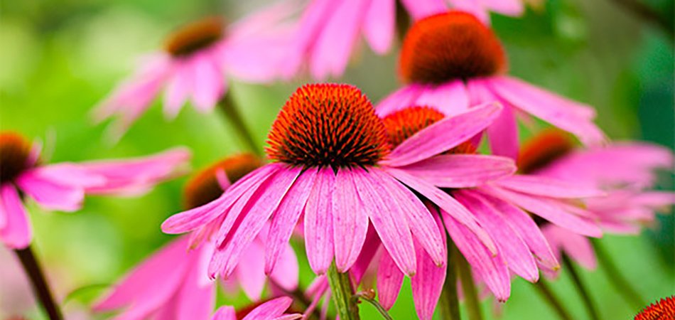 Echinacea flowers