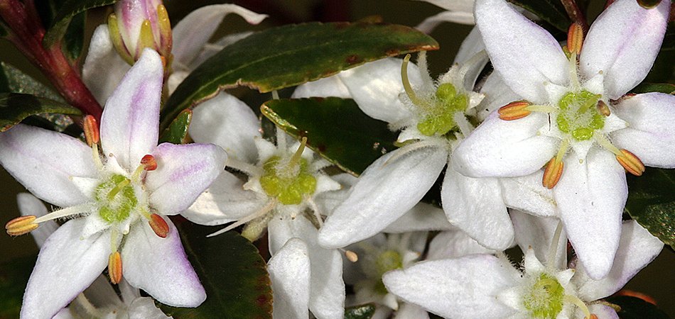 Buchu Leaf herb