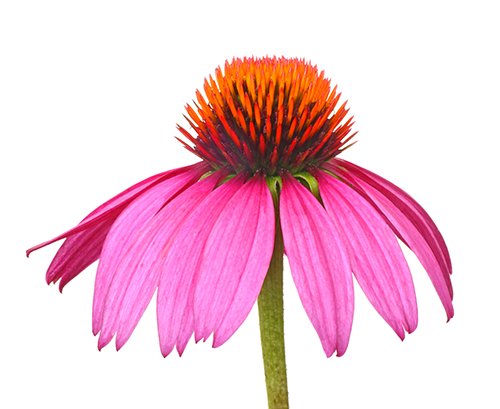 Milk Thistle 500