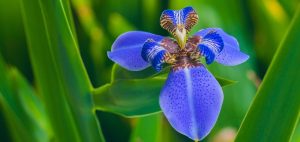 Blue Flag
