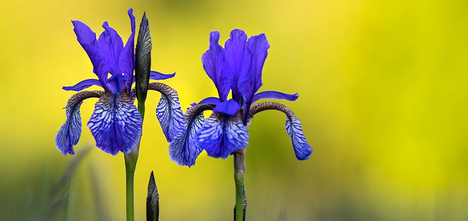 Blue flag flowers