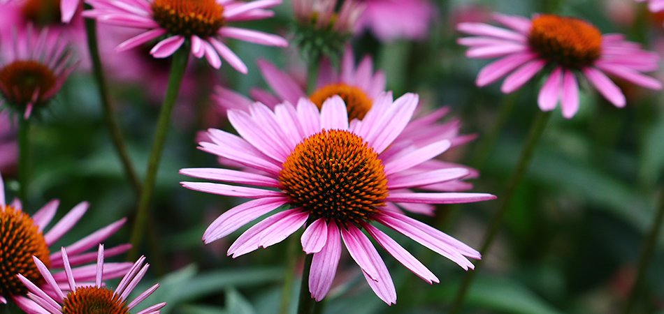 Echinacea flowers | fighting flu