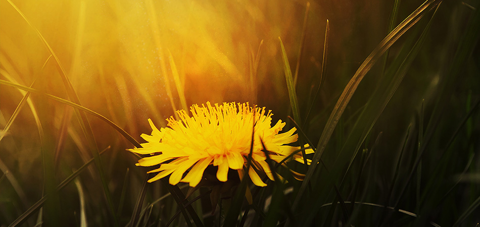 Dandelion can help with water retention