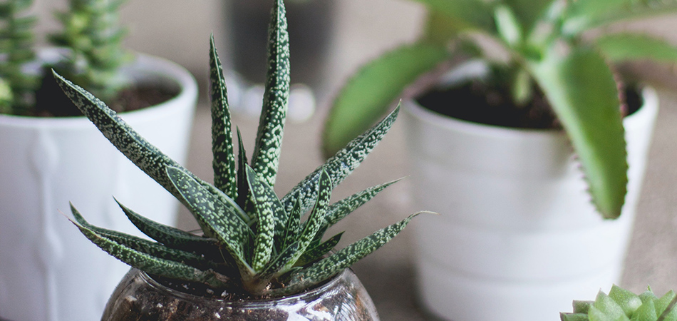 Houseplants which help with overcoming anxiety