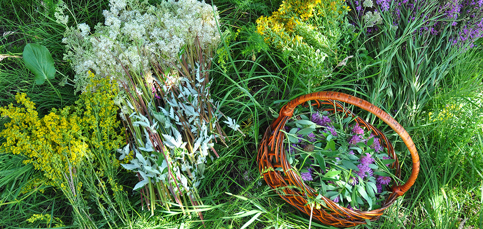 Basket of garden herbs | herbal medicine
