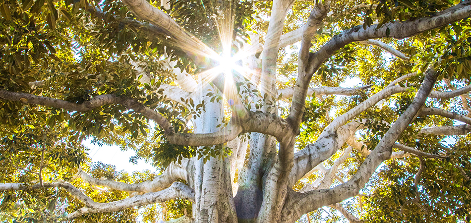 Beautiful tree with sunlight | Ayurveda