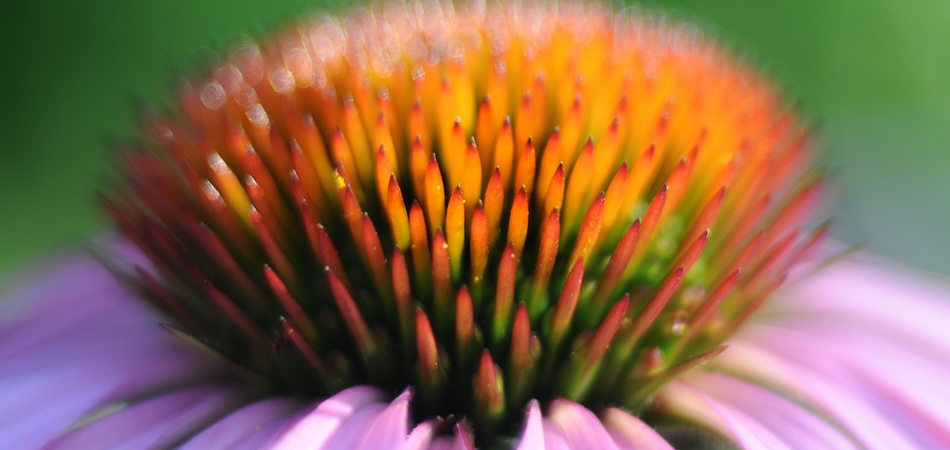 Echinacea flower