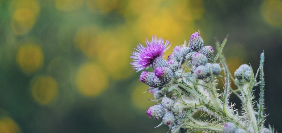 Milk Thistle herb