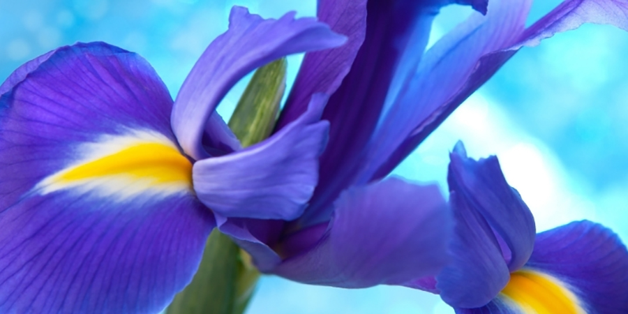 Blue flag herbal medicine