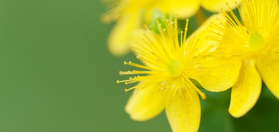 St John's Wort Flower | HRI Herbal Medicine