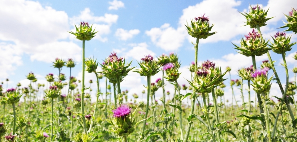 Milk Thistle | HRI Herbal Medicine