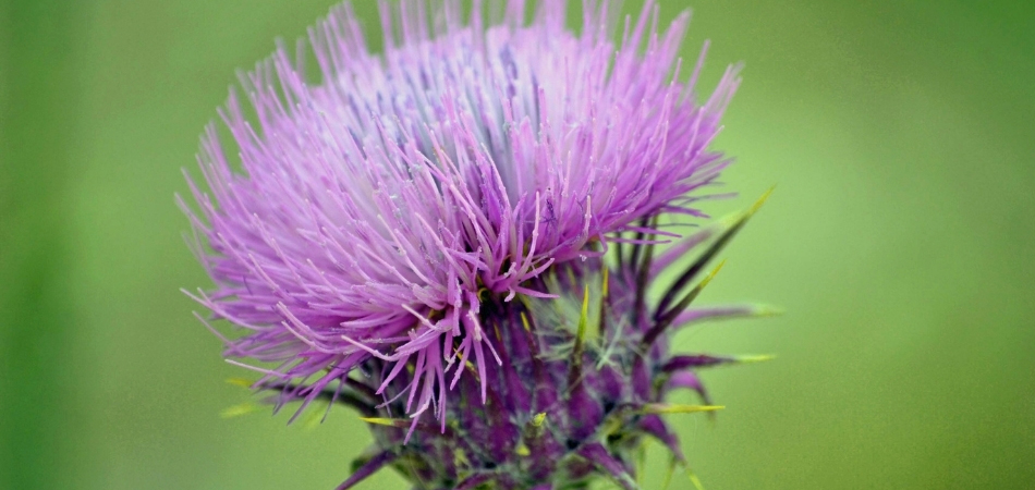 Milk thistle herb | HRI licensed herbal medicines