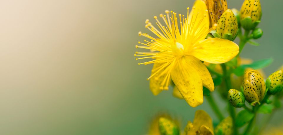 What does St John's wort do? | HRI Good Mood | St John's wort flower