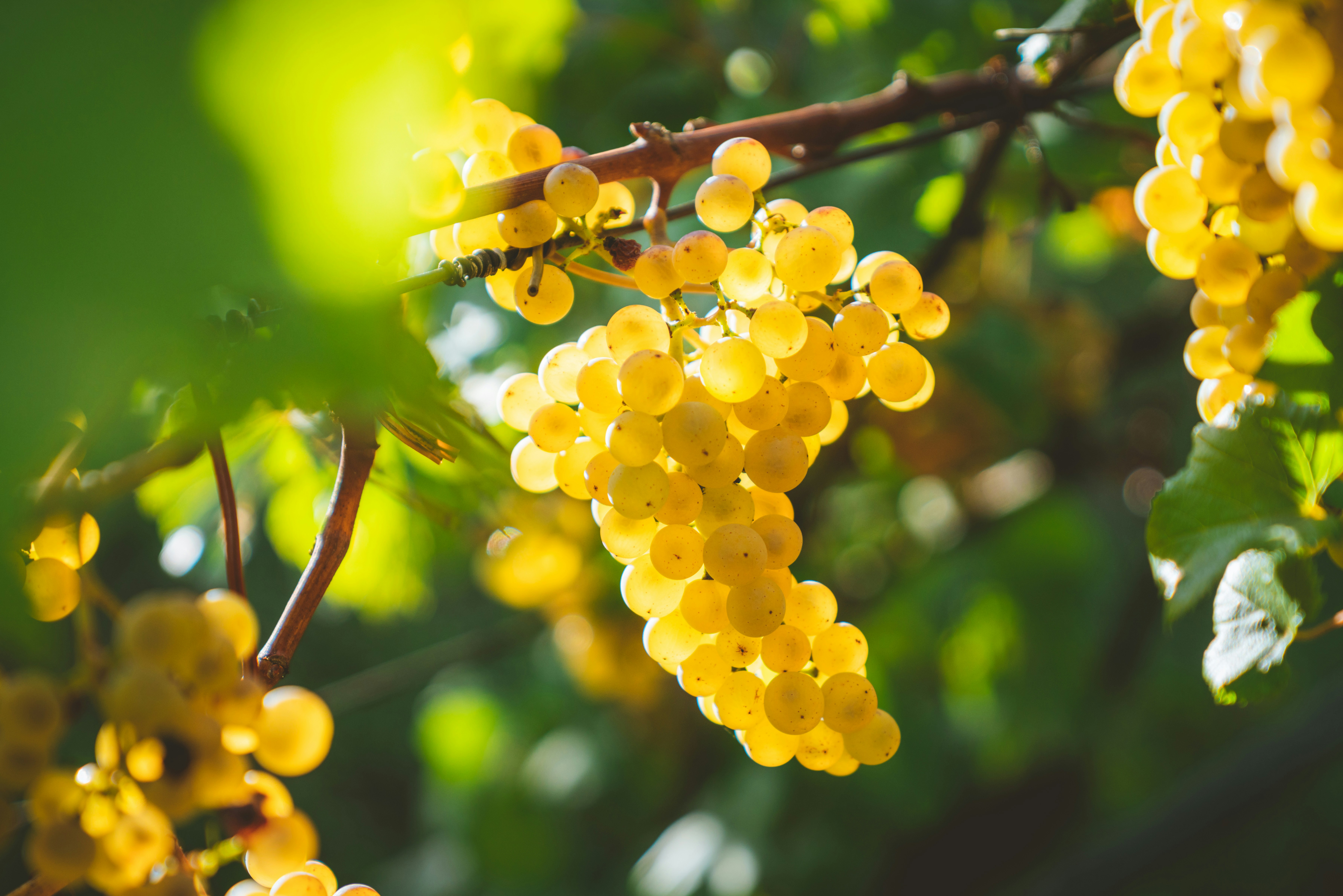 Grapeseed extract from grapes