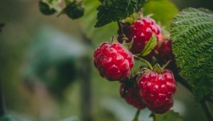 Raspberry seeds
