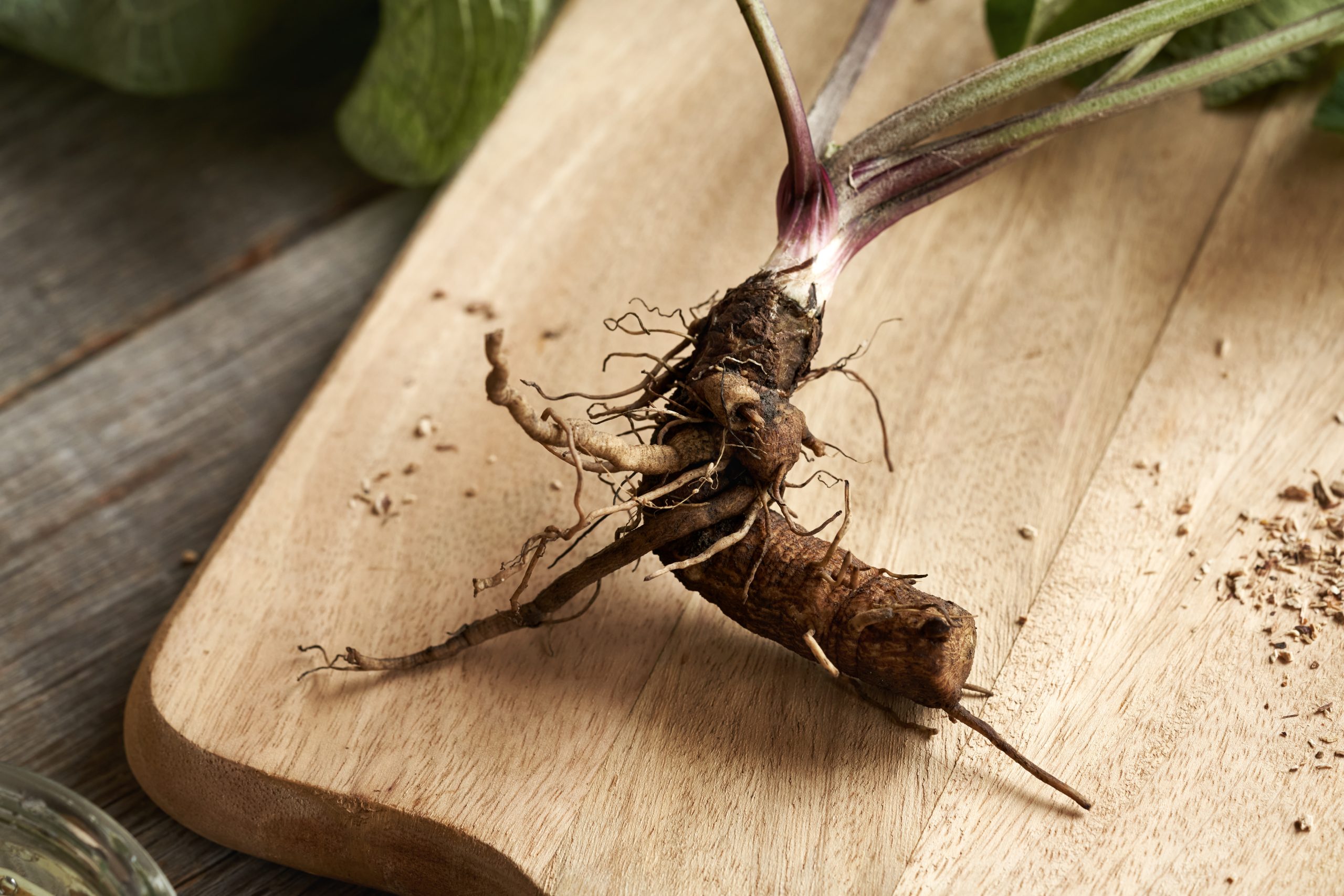 Burdoch Root